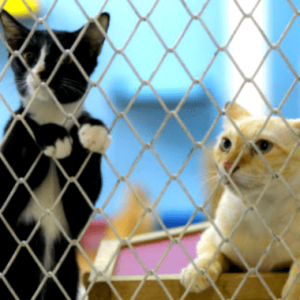 Malla de seguridad para gatos