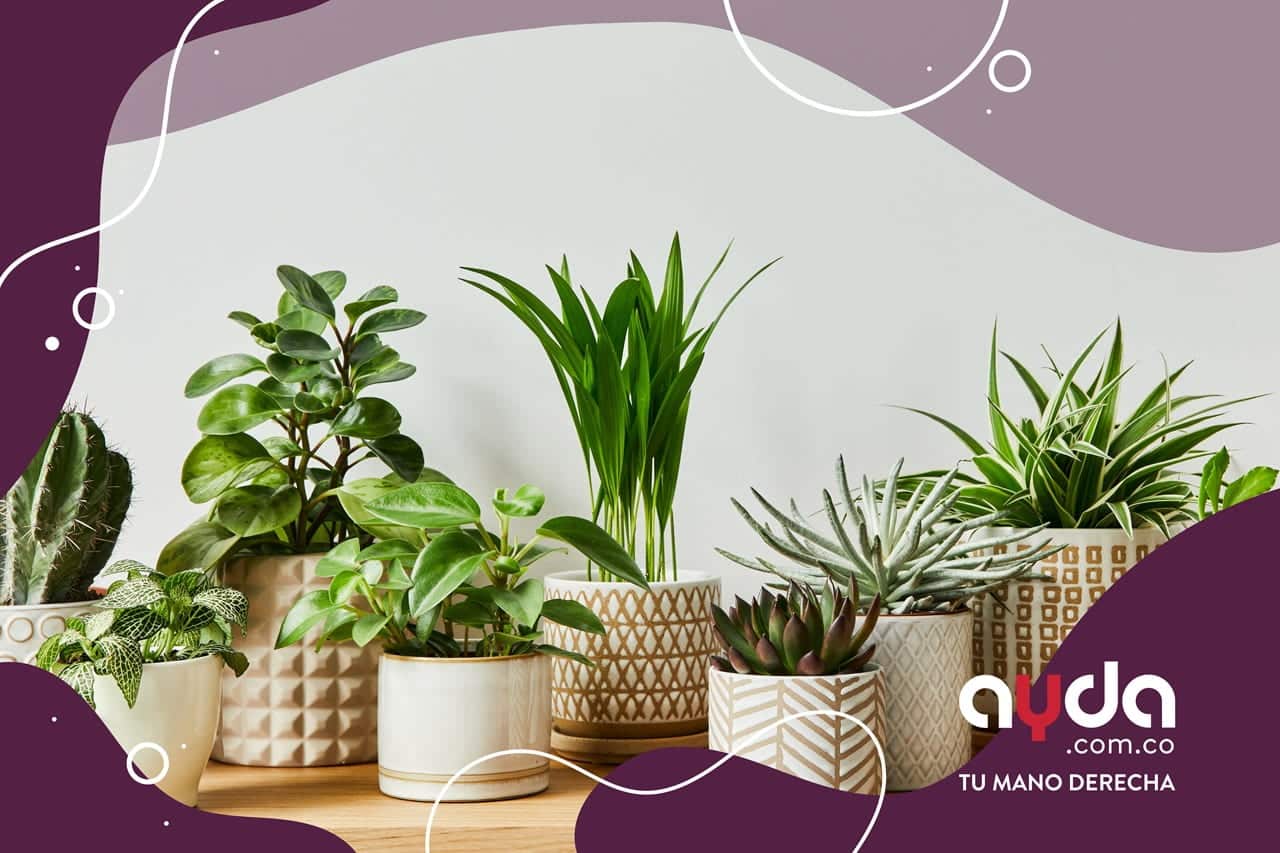 Plantas para interior