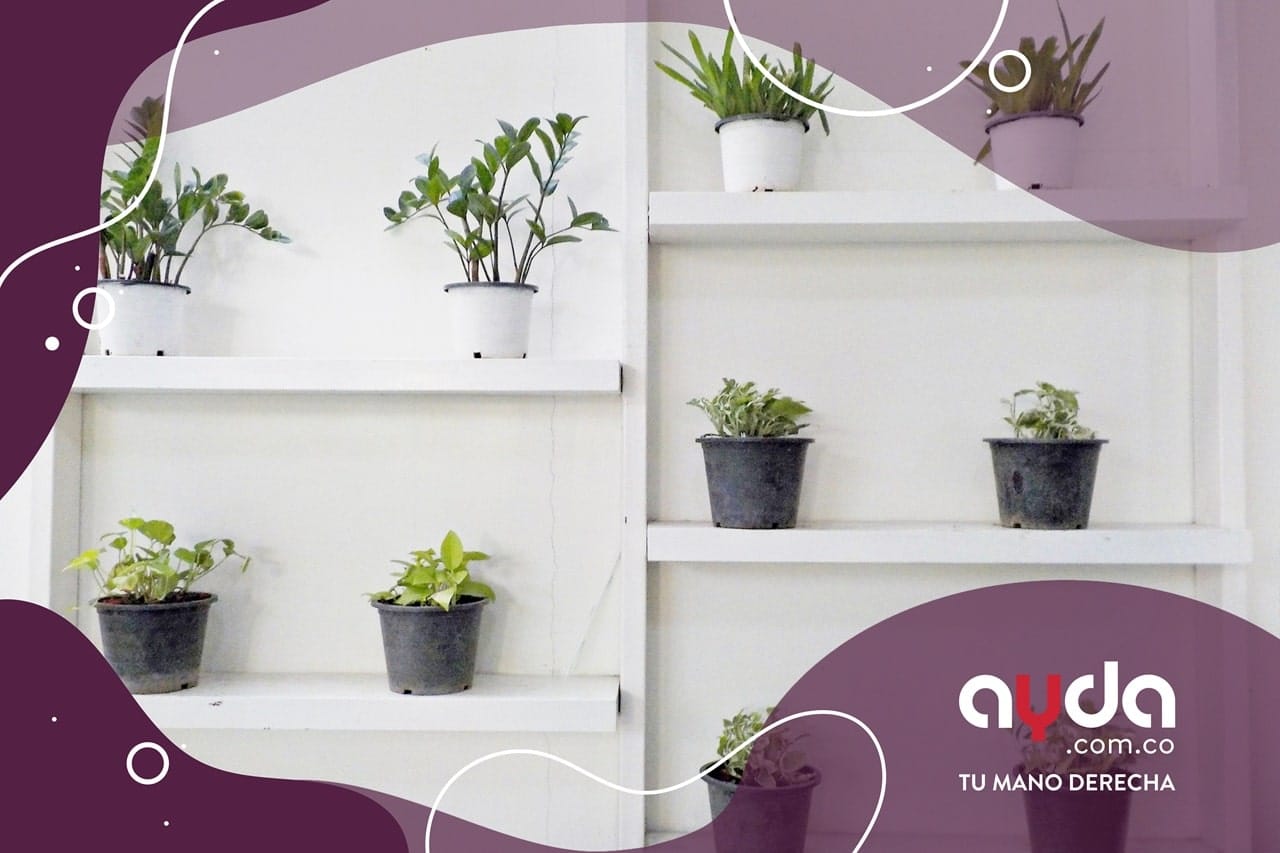 Jardinería en casa con plantas internas