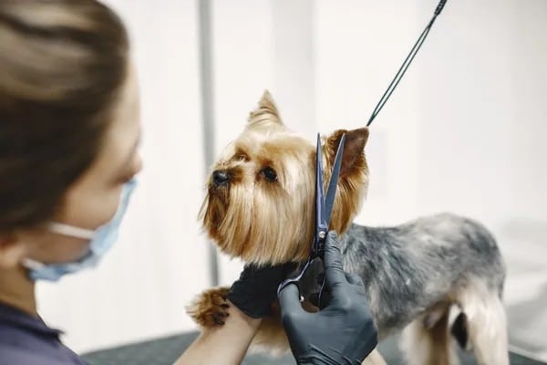 Peluquería para mascotas a domicilio AYDA